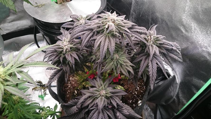 Bagseed BloodDragon lastone. Week 10 - 18