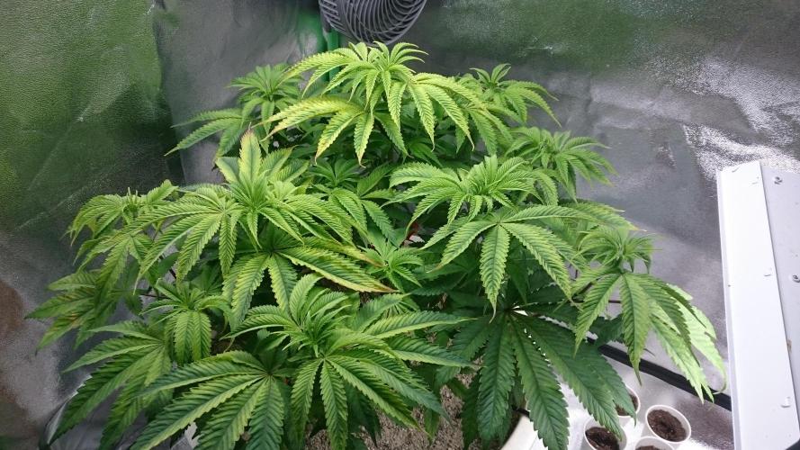 Lady Ambrosia. Week 7 - 72