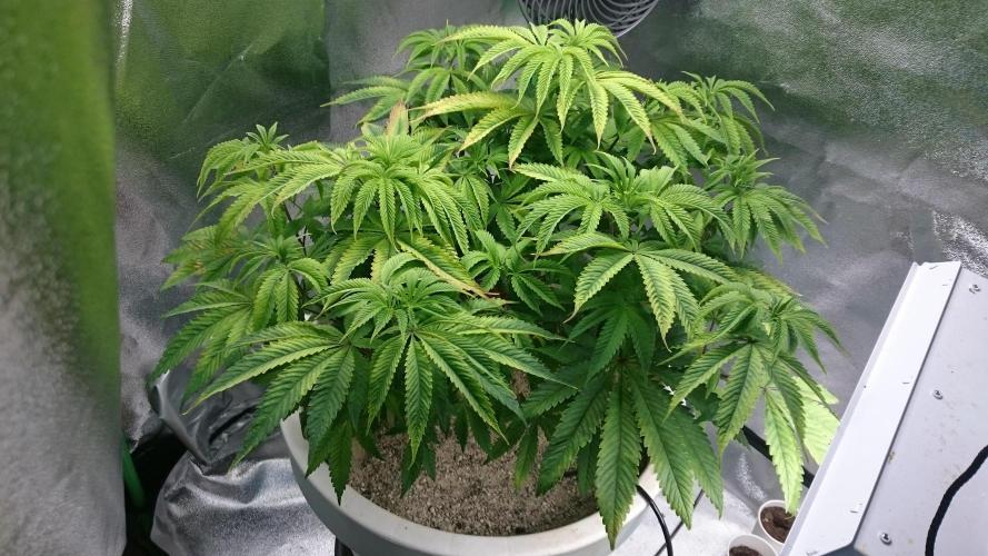 Lady Ambrosia. Week 7 - 75
