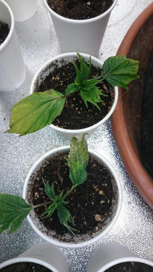 Lord Sopdet. Week 5
