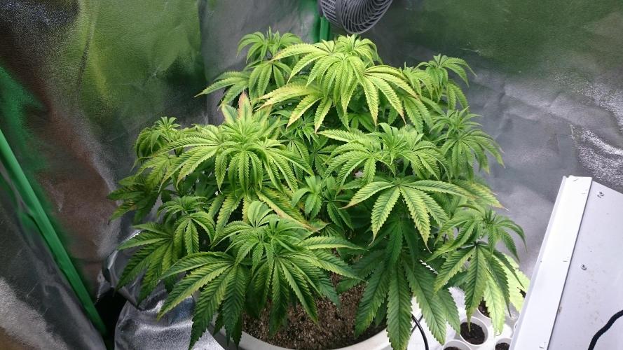 Lady Ambrosia. Week 7 - 76