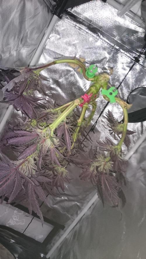 Bagseed BloodDragon lastone. Week 11