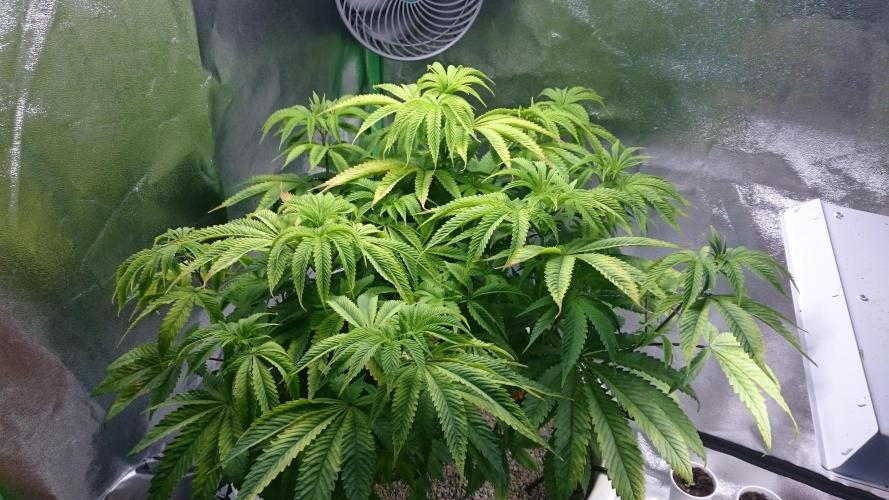 Lady Ambrosia. Week 7 - 77