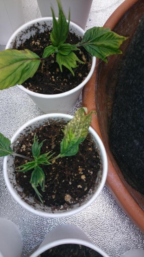 Lord Sopdet. Week 5