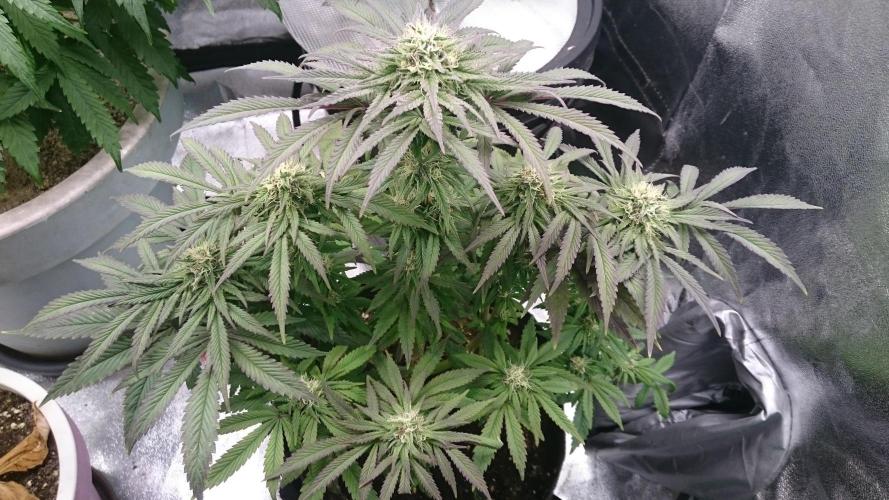 Herbies Seeds - Grandmommy Purple door PatriciaGant
