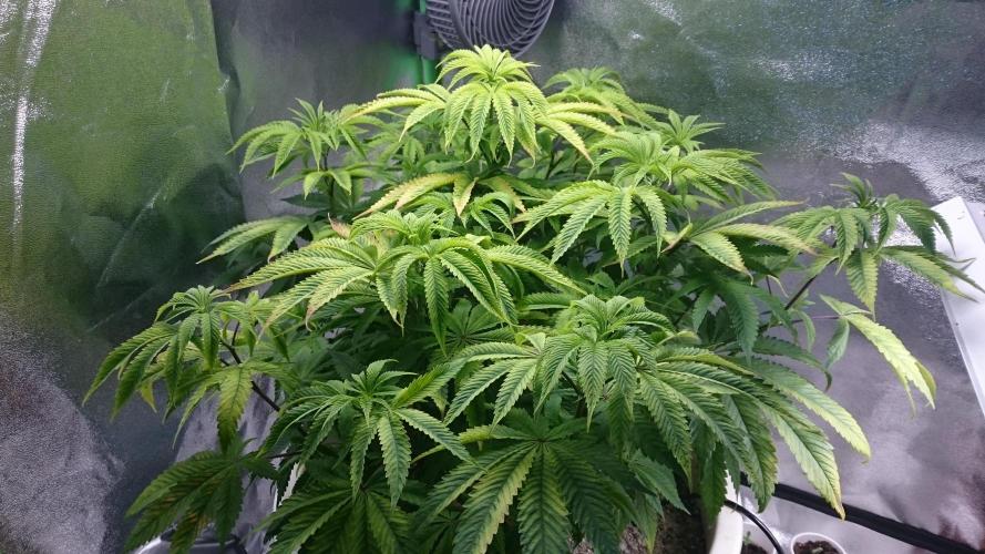 Lady Ambrosia. Week 7 - 78
