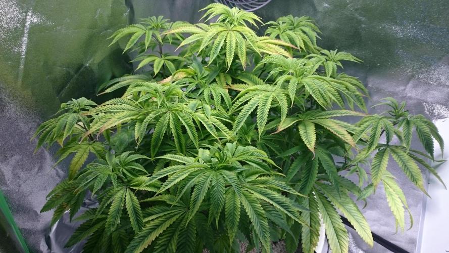 Lady Ambrosia. Week 7 - 79