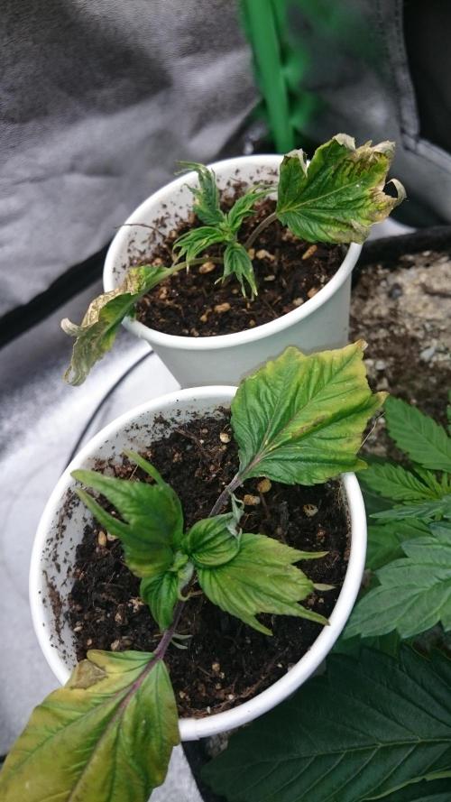 Lord Sopdet. Week 5