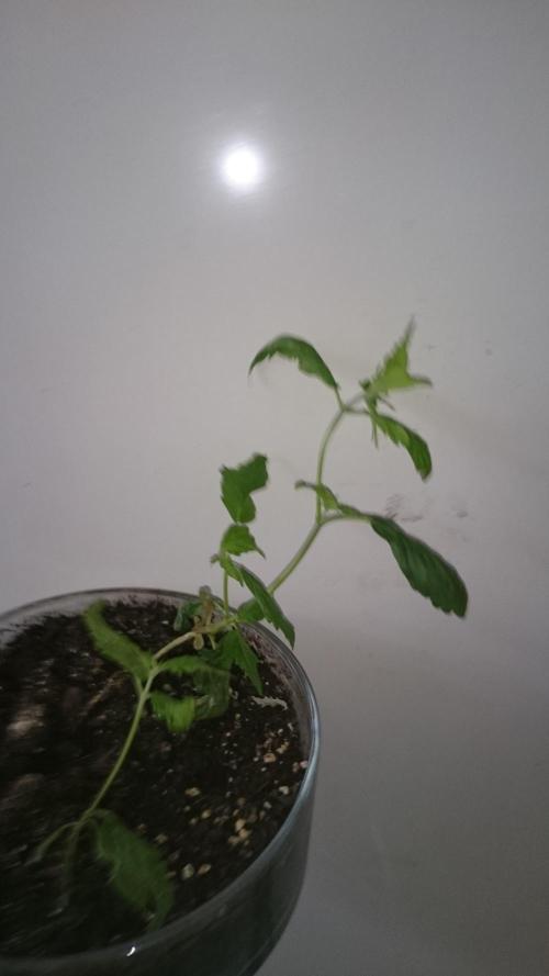 Lady LAdy. Week 4