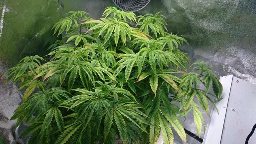Lady Ambrosia. Week 8 - 80