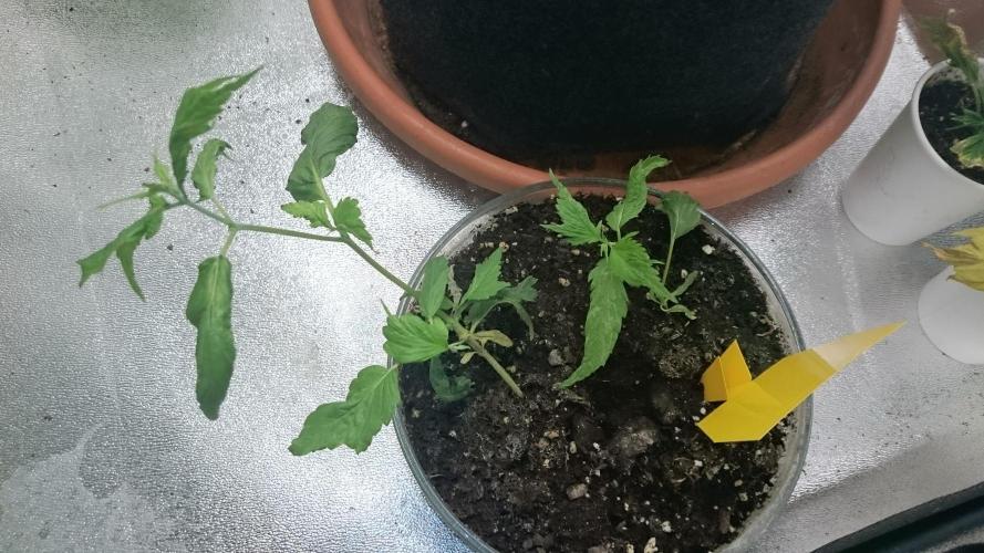 Lady LAdy. Week 5