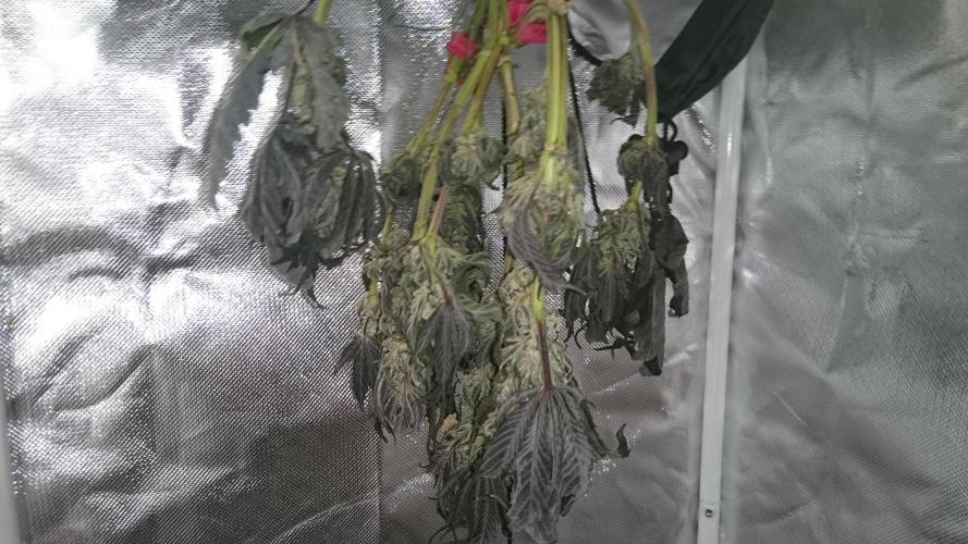 Bagseed BloodDragon lastone. Week 11