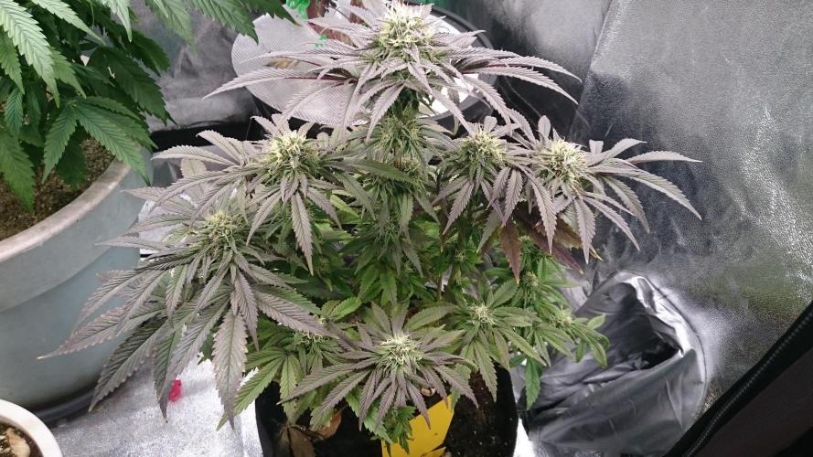 Lady Muireann. Week 10 - 01