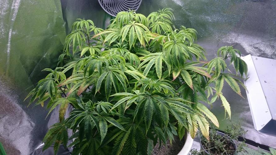 Lady Ambrosia. Week 8 - 82