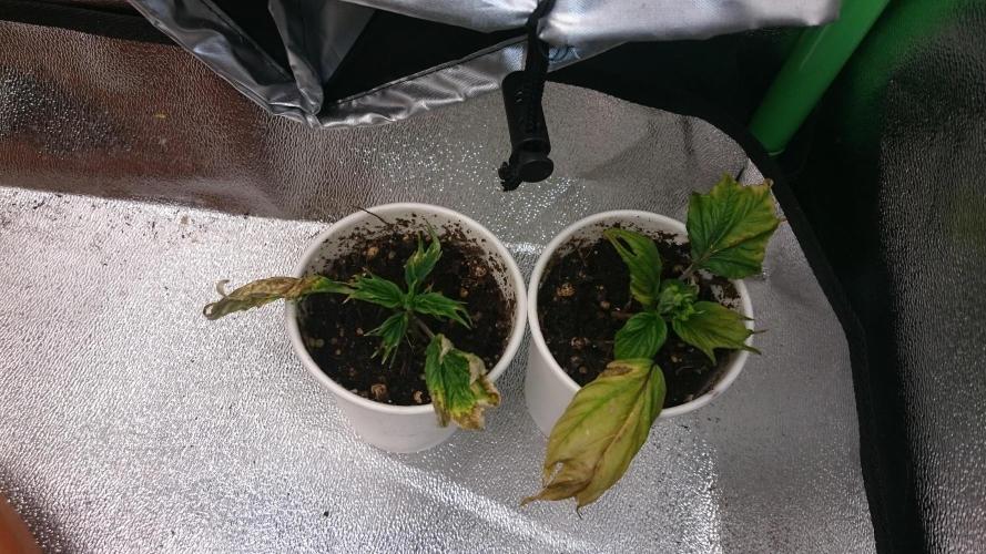 Lord Sopdet. Week 6
