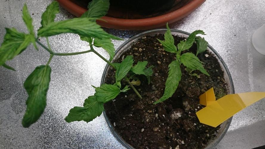 Lady LAdy. Week 5