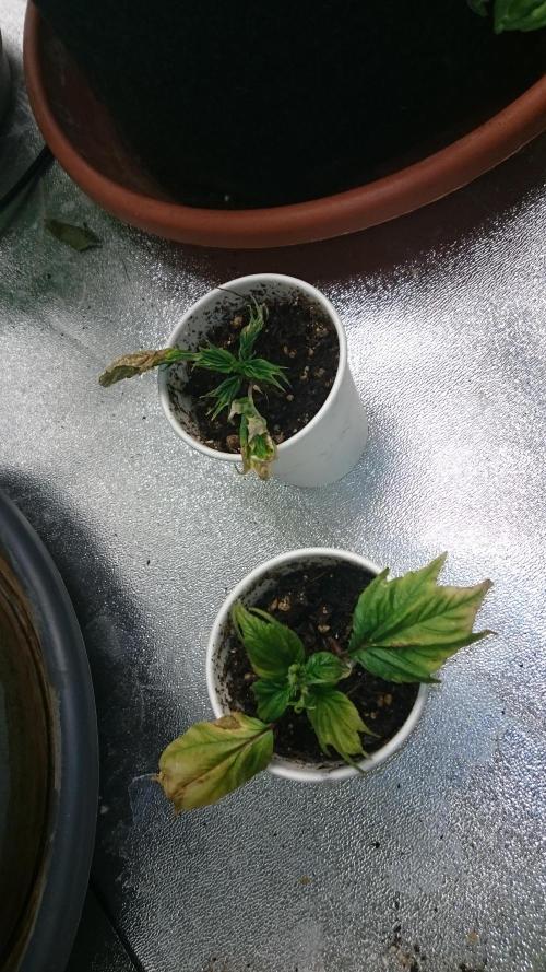 Lord Sopdet. Week 6