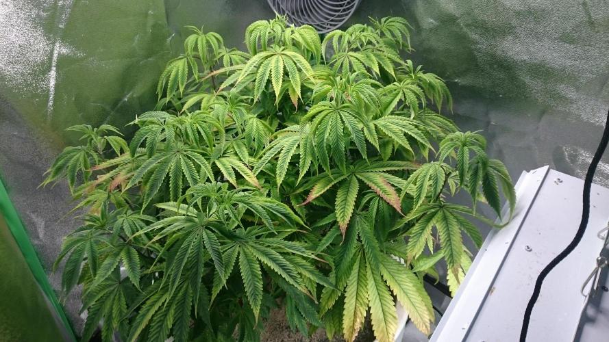 Lady Ambrosia. Week 8 - 83