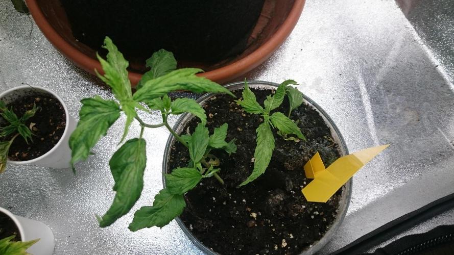Lady LAdy. Week 5