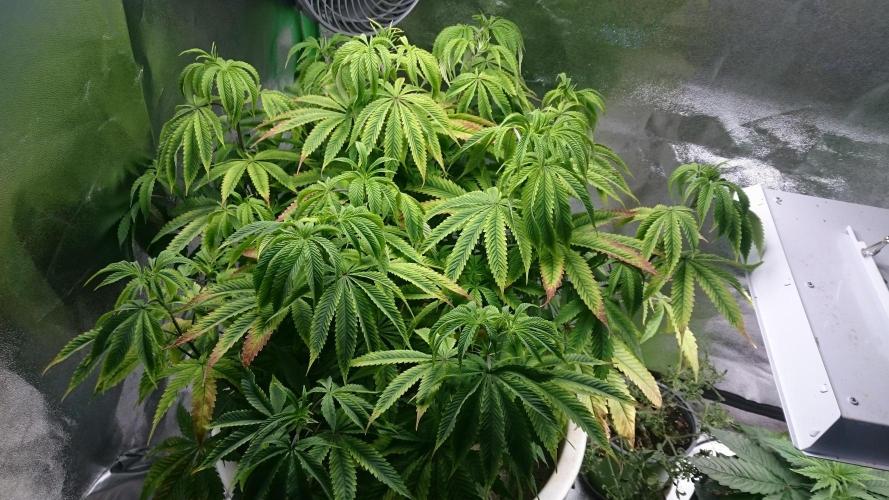Lady Ambrosia. Week 8 - 84