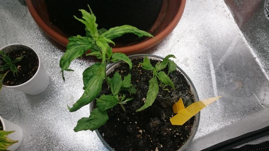 Lady LAdy. Week 5