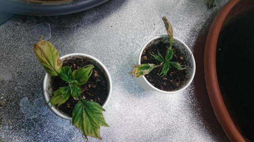 Lord Sopdet. Week 6