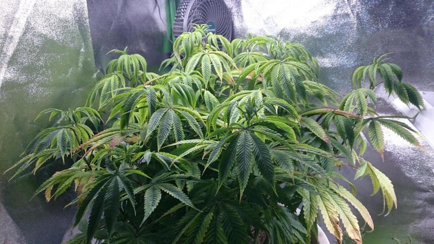 Lady Ambrosia. Week 8 - 85