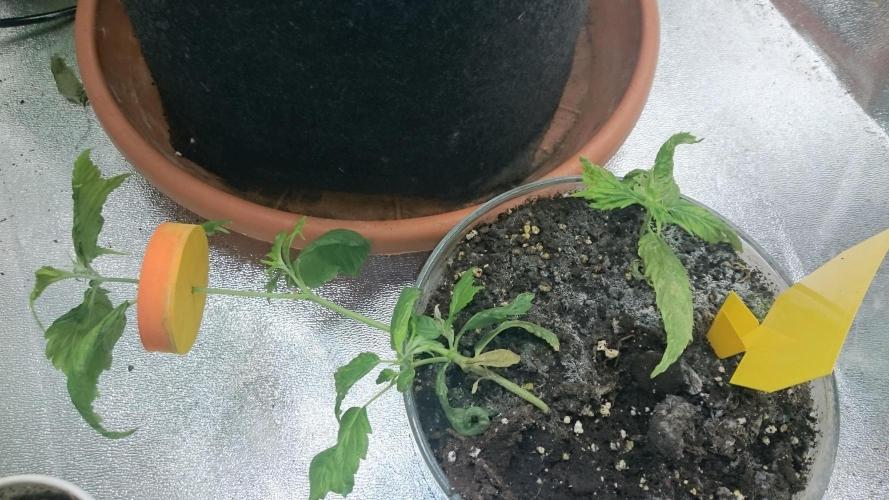 Lady LAdy. Week 5