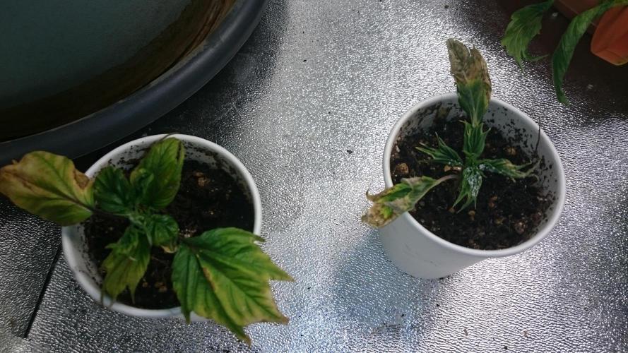 Lord Sopdet. Week 6