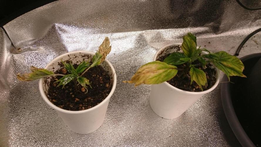 Lord Sopdet. Week 6