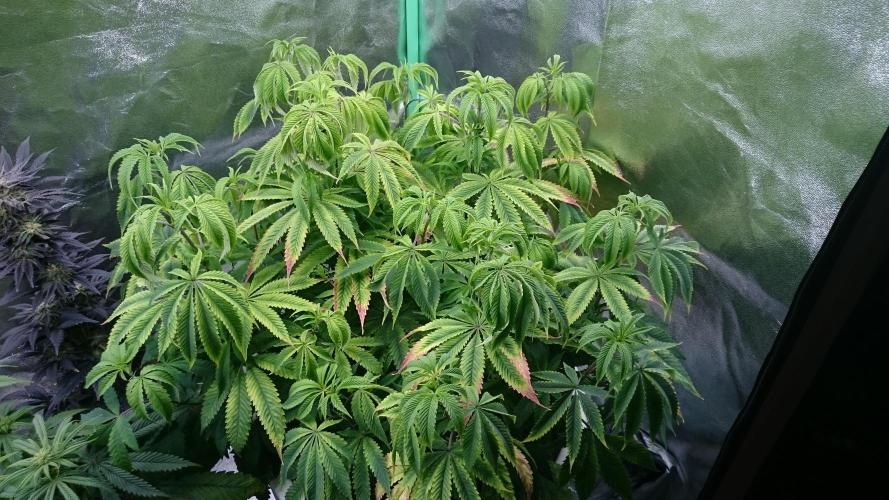 Lady Ambrosia. Week 9 - 86