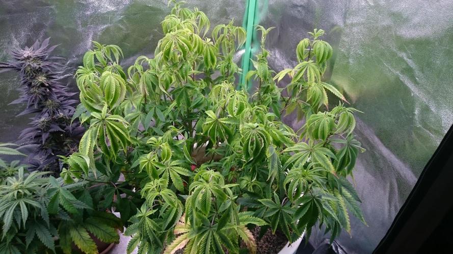Lady Ambrosia. Week 9 - 87