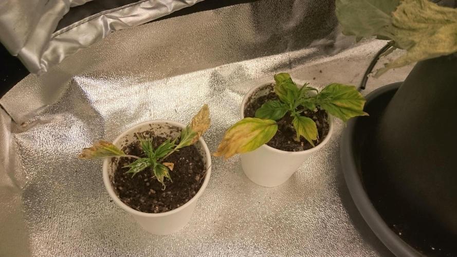 Lord Sopdet. Week 6