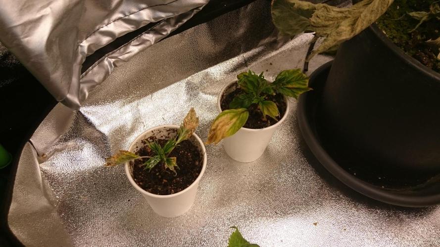 Lord Sopdet. Week 6