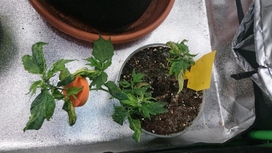 Lady LAdy. Week 5