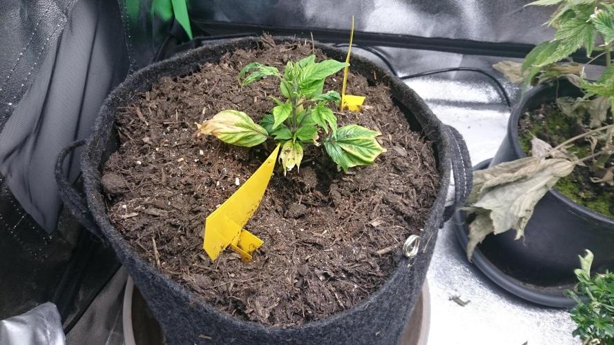 Lord Sopdet. Week 6
