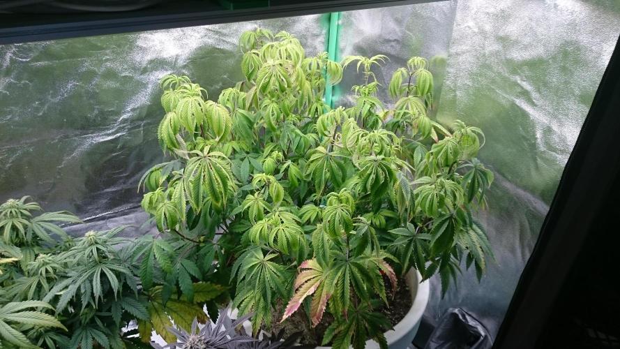 Lady Ambrosia. Week 9 - 90