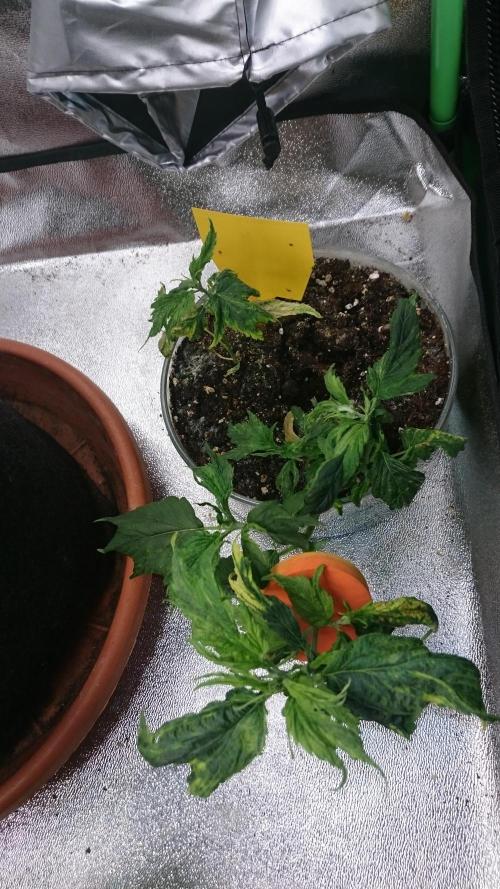 Lady LAdy. Week 5