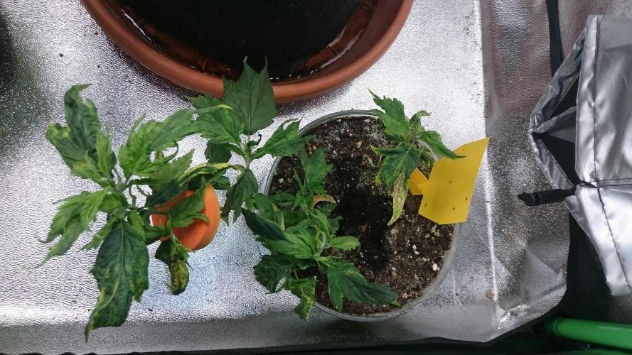 Lady LAdy. Week 5