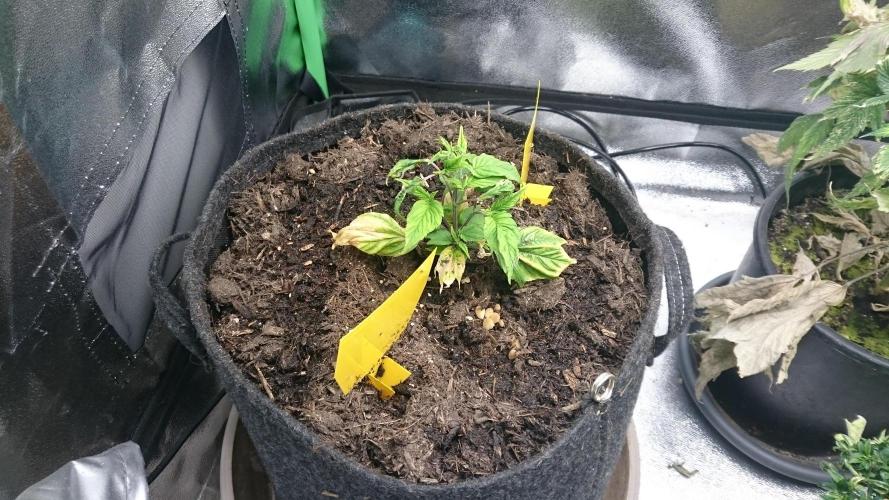 Lord Sopdet. Week 6