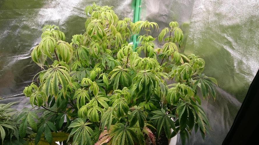 Lady Ambrosia. Week 9 - 92