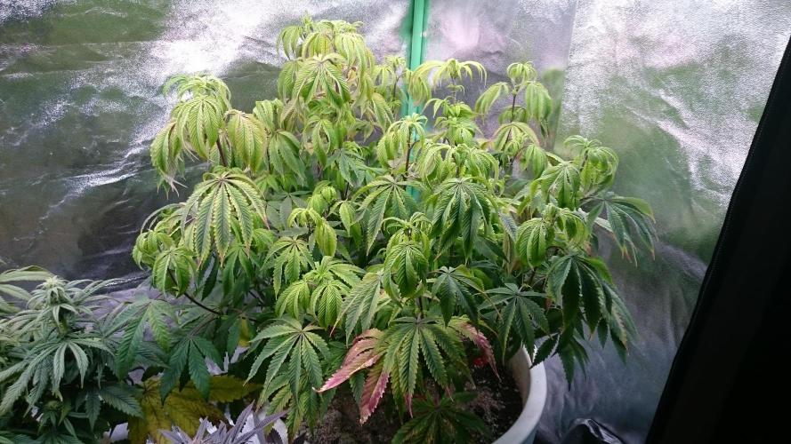 Lady Ambrosia. Week 9 - 93