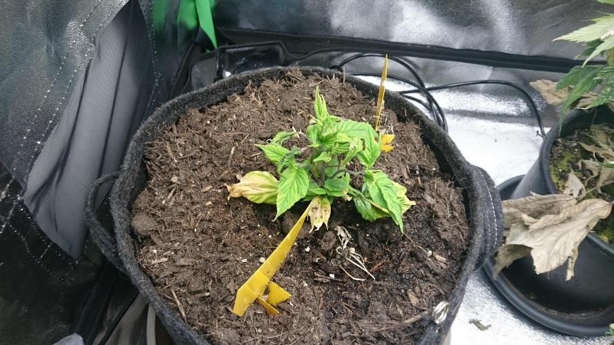 Lord Sopdet. Week 6
