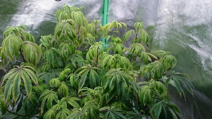 Lady Ambrosia. Week 9 - 94