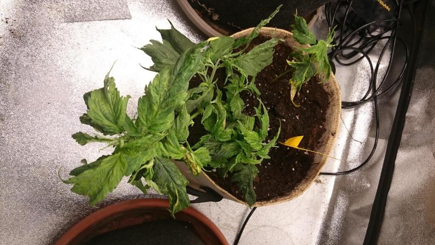 Lady LAdy. Week 6
