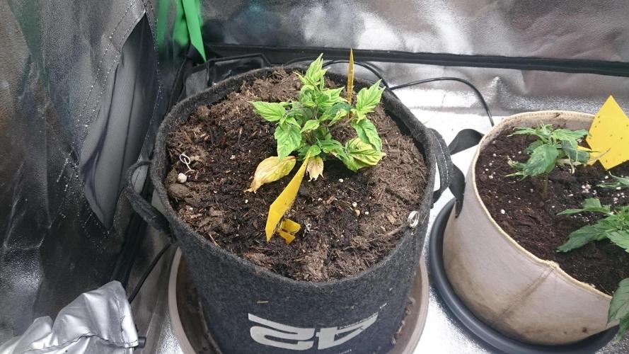 Lord Sopdet. Week 6