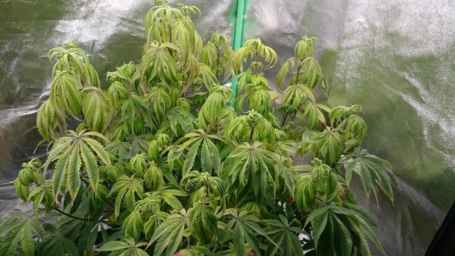 Lady Ambrosia. Week 9 - 96