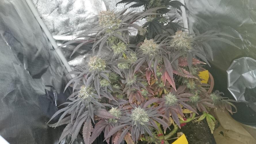 Lady Muireann. Week 12