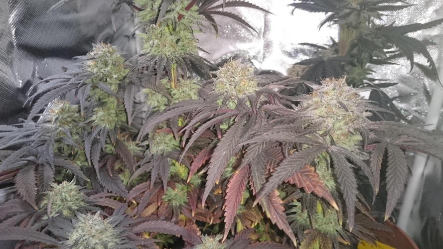 Lady Muireann. Week 12