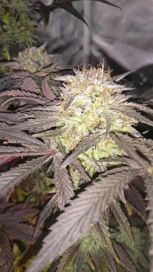 Lady Muireann. Week 12
